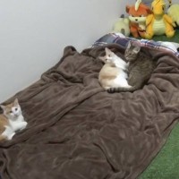 飼い主が寝た後の猫たちを『隠し撮り』してみたら…悶絶必至の『可愛すぎる姿』が84万再生の反響「反則鼻血吹いた」「ずっと見てられる」