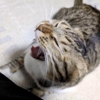 猫の大きなあくびを撮影したら…カメラがとらえた『決定的瞬間』に3万いいねの反響！「折りたたみ式ｗ」「ずっと見てられる」の声