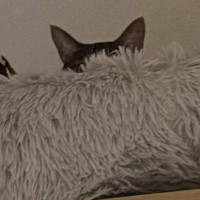 飼い主が『行ってくるね～』と言ったら、猫が……まさかのお見送りの様子が可愛すぎると154万表示「猛烈に可愛い」「一日頑張れるね」の声