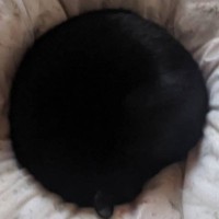 『ブラックホール…？』布団の上を見てみたら……まさかの猫の姿が49万表示の反響「吸い込まれたい」「穴がぽっかりｗ」とSNSで話題に