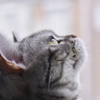 ちょっとゾクッとする『猫の不気味な行動』3選　世の中には人の死を予知する猫も…