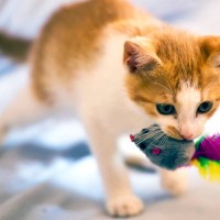 猫が『おみやげ』をくれるのはなぜ？考えられる3つの理由　もしかしたら愛猫から心配されているのかも？