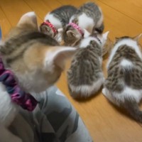 ご飯を食べ終えた子猫たち→飼い主さんの方へと向かうと…羨ましすぎる『まさかの光景』が5万再生「至福の時間だね」「天国だ」の声