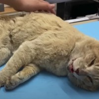 車にひかれてショック状態だった猫を保護した結果…『現在の姿』に感動する人が続出「ステキすぎて泣けちゃった」「本当に嬉しい」