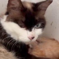 哺乳瓶を拒否する保護赤ちゃん猫を『血のつながりの無い母猫』に託した結果…まさかの光景に感動する人続出「涙、涙です」「無償の愛を感じる」