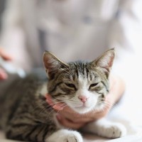 猫の代表的な遺伝病『多発性嚢胞腎』なりやすい猫や症状など、知っておくべき5つのこと