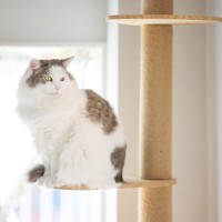 いるだけで猫が疲弊してしまう『ダメな飼育環境』4選　改善できるものは即対応！