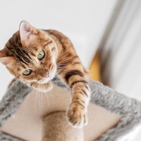 やたらと引っかいてくる愛猫…なぜ？猫の『引っかき癖』考えられる5つの原因