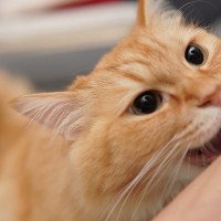 口が出やすい猫の『噛み癖』困ったときの3つの対処法　なぜ噛むのか原因も解説