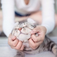 愛猫への『あふれる愛を確実に伝える方法』5選　ポジティブな気持ちはちゃんと伝わる！
