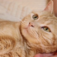 愛猫があなたに『甘えたいニャア♡』と思っているサイン5つ　見逃したくない甘々タイムのチャンス！