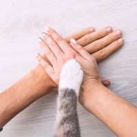 猫にちなんだ『ことわざ・慣用句』5選　国内外のおもしろい言い回し、いくつ知っている？