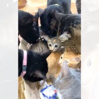 新入りの子猫がやって来たら、兄猫たちが…情報量が多すぎる『熱烈歓迎』に"大爆笑"1303万再生突破「入るのかーいｗ」「愛がすごいｗ」