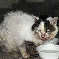 外生活で全身泥と毛玉だらけだった『ボロボロの高齢猫』が、現在……思わぬ展開に涙が止まらないと30万再生「涙しかでない」「泣けてくる」