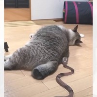 くつろいでいる猫に『ヘビのおもちゃ』を近づけてみたら…まさかの反応が6.8億再生「思ってたのと違うｗ」「予想外だった」の声