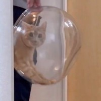 金魚鉢を片付けようとしたら、猫が…まさかの『コントのようなやり取り』が面白すぎると430万表示「シュールだねｗ」「目線がじわるｗ」