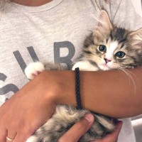 ←生後2ヶ月の小さかった子猫　6ヶ月後→信じられないほどに『大きく成長した姿』が凄すぎると178万表示「想像と違う！」「サイズ感にビックリ」