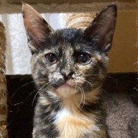 保護猫の『生後3ヶ月頃の姿』ともうすぐ5歳になる『現在の姿』を比較したら…劇的なビフォーアフターが130万表示「たくましく育って泣」