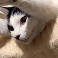 キャットタワーの上にいる猫を見てみたら…『今にも世界を救いそうな光景』に爆笑の声「可愛すぎて吹いた」「かなり飛びそうｗ」と53万再生