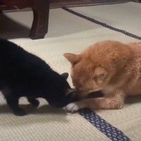 お風呂に入れられて『ご機嫌斜めな柴犬』に、黒猫が…思わず笑顔になる『心温まる瞬間』が24万4000再生「優しいｗ」「本当に素敵な関係」