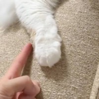 『油断している猫』にちょっかいをかけてみた結果…想像以上に『IQの高い反撃』を受ける様子が64万再生「チラ見が可愛すぎた」「天才」