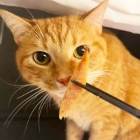 世界で5番目に臭い『くさや』を猫とカワウソに嗅がせた結果…まさかの想定外のリアクションに爆笑！「大興奮ｗ」「プチパニック…ｗ」の声