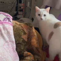 毎朝パパを起こしに来る猫を『隠し撮り』してみたら…予想外の『起こし方』に爆笑の声続出「知らん間にハゲが進行するｗ」「健気だねｗ」