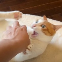 先住猫が"凶暴化"した結果、後輩猫が……予想外の『一体化』に爆笑する人続出「一体化してて最高に可愛い」「色が同じでｗ」の声