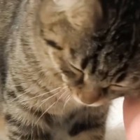 パパにデレデレの子猫→『成長しても一緒かな』と思ったら、３年後…爆笑の展開が216万再生「哀愁漂わせるのやめてｗ」「ばかおもろい」