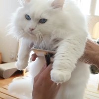 パパと息子が『お腹まわりのブラッシング』をしたら、猫が…優しい『怒り方』に癒される人続出「顔で笑ってしまった」「嫌だよね～」