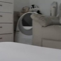 お留守番カメラで猫が見当たらなくて…探した結果→『予想外の場所』で登場する様子が158万再生「帰りたくなるｗ」「見てるｗ」と爆笑の声