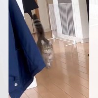 家に誰もいないと思い寂しがっていた猫→娘が声をかけたら…『見つけた瞬間の反応』が尊すぎると173万再生「可愛いの塊」「たまらん」