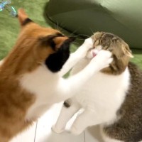 しつこく絡んでくる猫にブチギレた猫が、次の瞬間…思わず吹き出す『まさかの瞬間』が109万再生「全部くらってるｗ」「腹抱えて笑ったｗｗ」