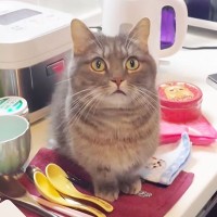 『イタズラを現行犯逮捕された猫』飼い主が説教したら…想定外の『怒りの矛先』に爆笑！「八つ当たりすなww」「本当にいいコンビｗ」