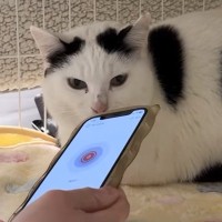 よくお喋りする猫に『翻訳アプリ』を使った結果…あまりにも予想外すぎる『発言内容』に爆笑の声続出「くっそわろた」「天然なのかなｗ」