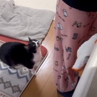 どうしてもママに抱っこしてほしい猫→応じざるを得ない『おねだりの様子』に笑顔になる人続出「甘えっぷりが可愛い」「ニヤニヤした」