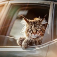 パトカーで雨宿り→自宅までの送迎付き！VIP待遇を受ける、地元で有名な超セレブ猫　英国