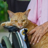 老人ホームを「第2の職場」に！働きものの保護猫が“再就職”を果たす　米国