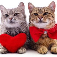 オス猫でもあり、メス猫でもあり…めずらしい「雌雄同体」の猫が発見される　トルコ