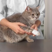 猫が『やけど』をしてしまった！症状や起きやすいシーン、対処法など、知っておきたい4つのこと