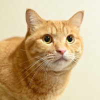 ねーねー！愛猫が『あなたをじっと見つめて鳴いている』3つの理由　目はそらすべき？