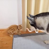 初めてハスキー犬と子猫を会わせてみた結果が……挨拶で見せた"反応"が尊すぎると31万再生「可愛いが溢れてる」「優しい世界」