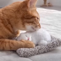 猫がおもちゃの子猫を本物だと勘違いした結果…『まさかの行動』が優しすぎると11万再生「尊くて涙がでそう」「いいお兄ちゃん」の声