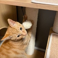 実は猫たちが見せている『わかりづらい愛情表現』4選　正しく理解できたら満点飼い主！