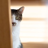 猫に『この人怪しい…』と不信感をもたせる残念な人の特徴4選　悪気がなくても猫には迷惑！