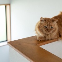 室内で起こり得る愛猫の『落下事故』4選　落ちたあとに起こり得るトラブルも紹介