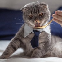 愛猫にとって『飼い主』は下僕？親猫？猫があなたに対していただいているキモチ3選