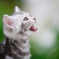 猫には『声帯』がない？猫の声にまつわる4つの話