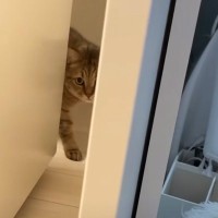 猫と『だるまさんがころんだ』で遊んでみたら…思わず笑ってしまう『可愛い動き』に反響続々「ちゃんと成立してるｗ」「鼻息がかわいいｗ」