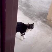 散歩中に出会った『ガリガリの捨て猫』がずっとついてきて……"驚きの光景"が22万再生「本当にありがとう」「素晴らしい決断」